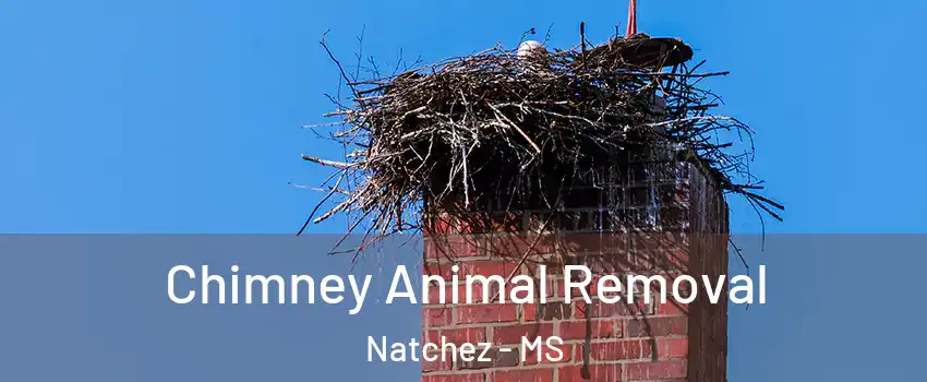  Chimney Animal Removal Natchez - MS