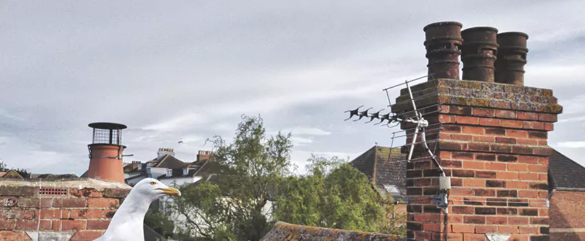Chimney Cleaning And Restoration in Natchez, Mississippi
